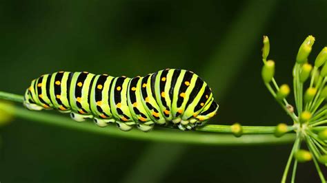 hairy green caterpillar|green caterpillar with yellow spots.